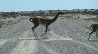 Guanacos